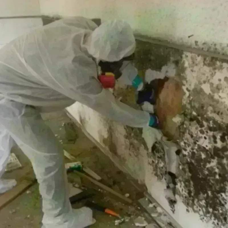 Mold Remediation and Removal in East Haddam, CT